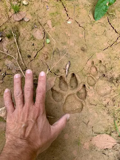 TALLER DE FAUNA Y BOTÁNICA