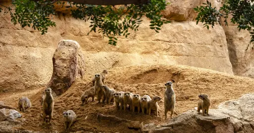 JORNADA HAKUNA MATATA EN BIOPARC VALENCIA